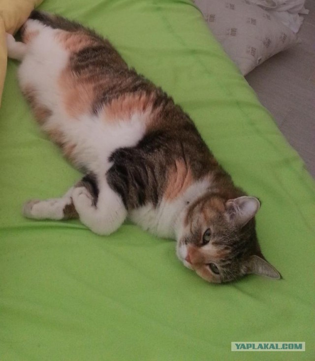 Котовторник 26.08.14.