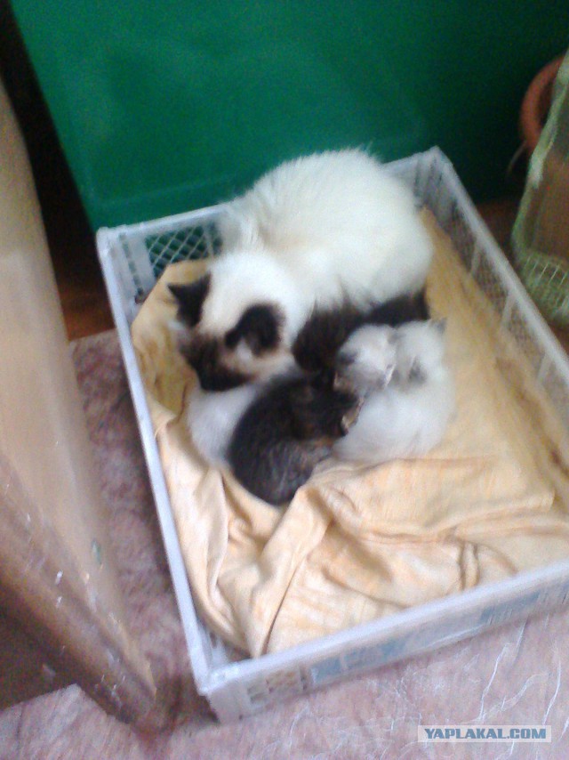 Котовторник 09.09.2014