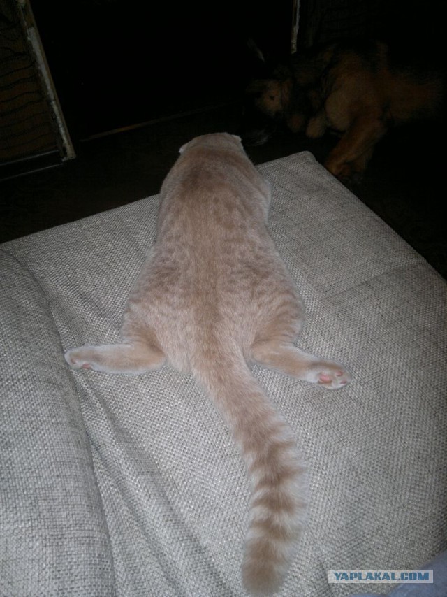 А как спит ваш кот?