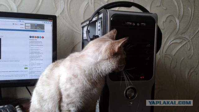 Котовторник 7.10.2014