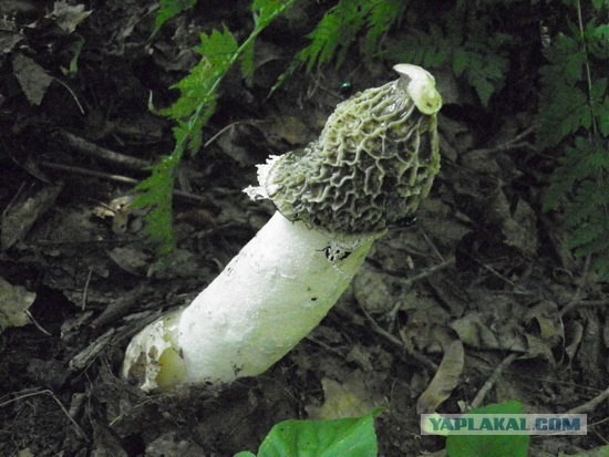 Фаллос обыкновенный