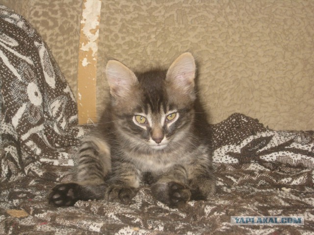 Котовторник 21.10.2014