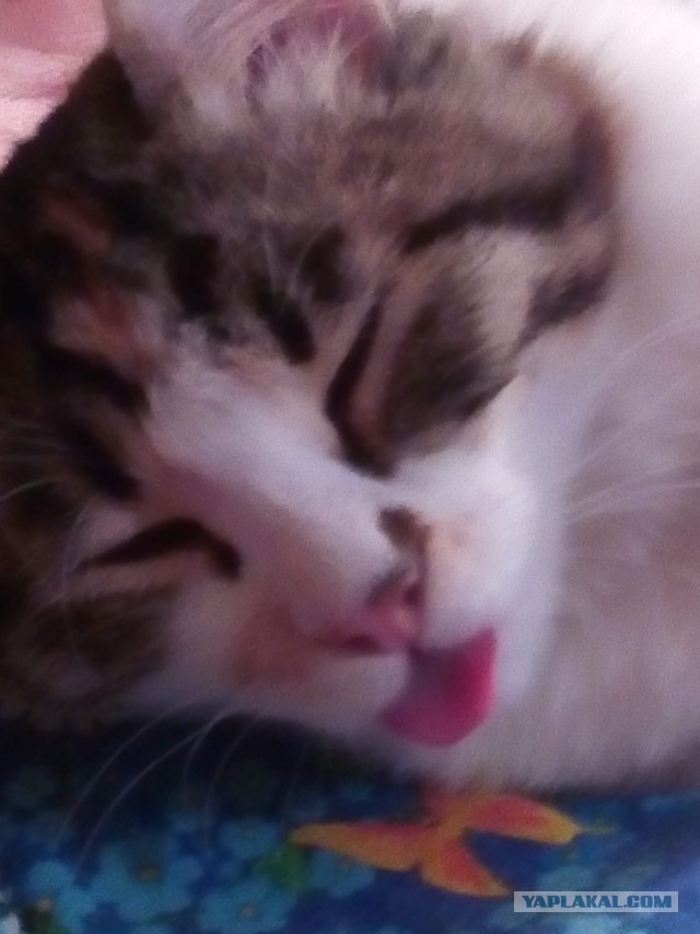 Котовторник