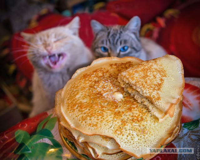 Прощёный кот