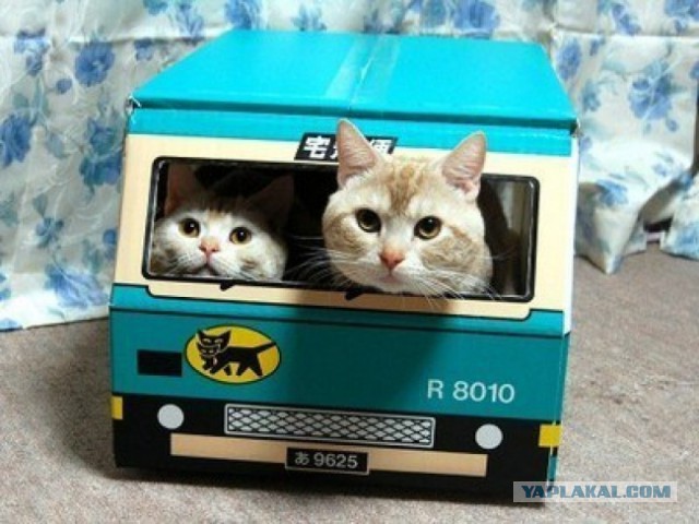 100 самых ценных снимков котов