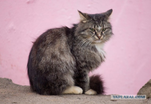 Котовторник 07 04 2015