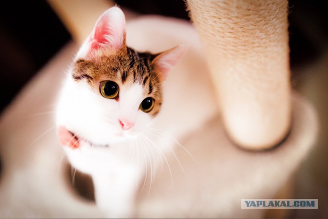 Котовторник 25.08.2015