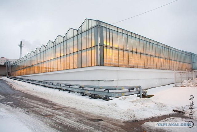 Парниково-тепличный комбинат: жарко и влажно