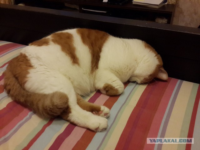Котовторник