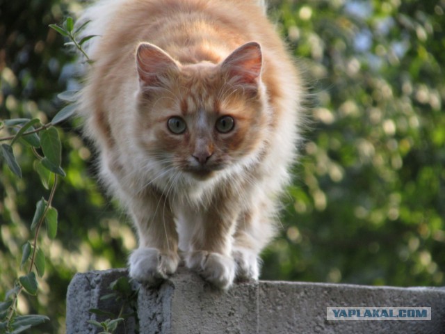 Котовторник 03.11.2015