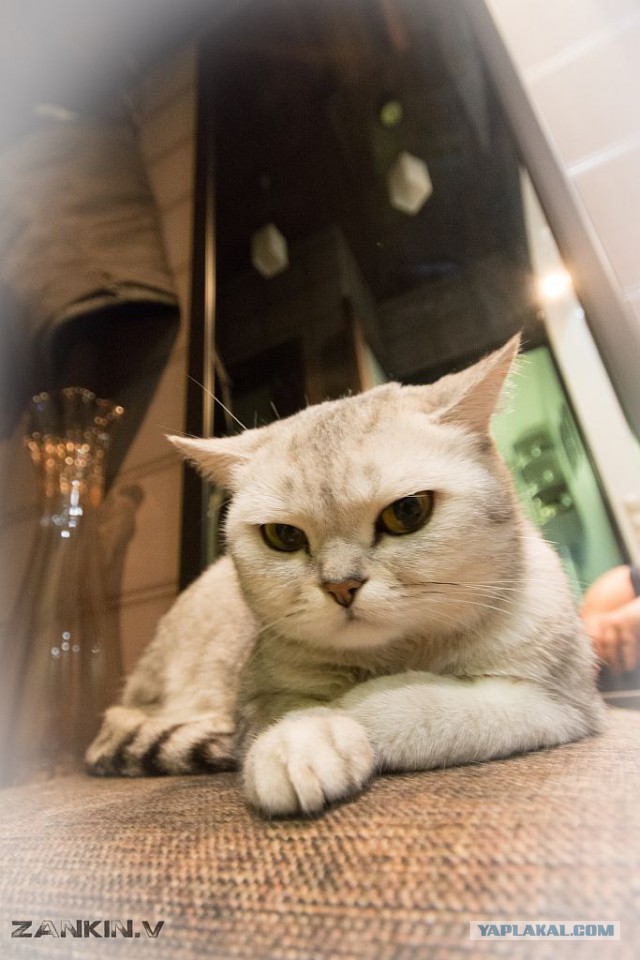 Как подковать нервную лошадь