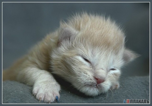 Коты, кошки, котята