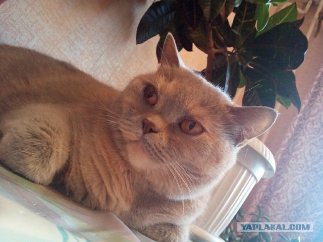 Котовторник 22.03.2016