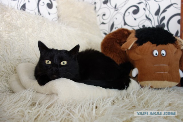 Кот и стиральная машинка