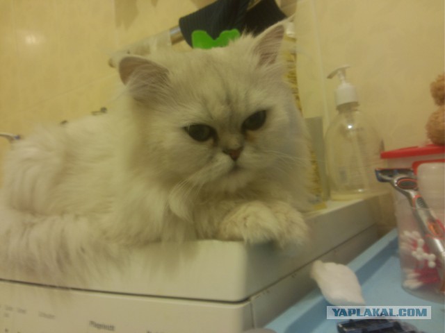 Кото-вторник 24 Мая 2016го :)