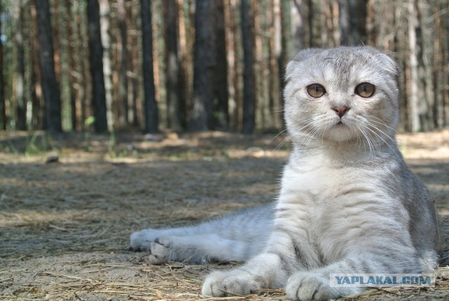 Домашние коты на природе