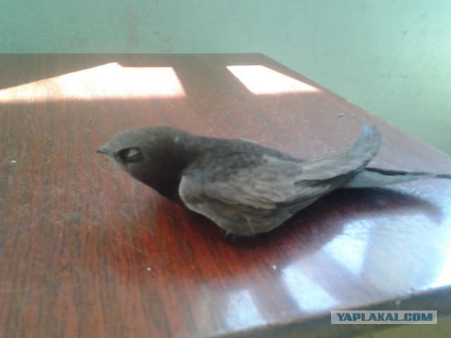 Просто стриж