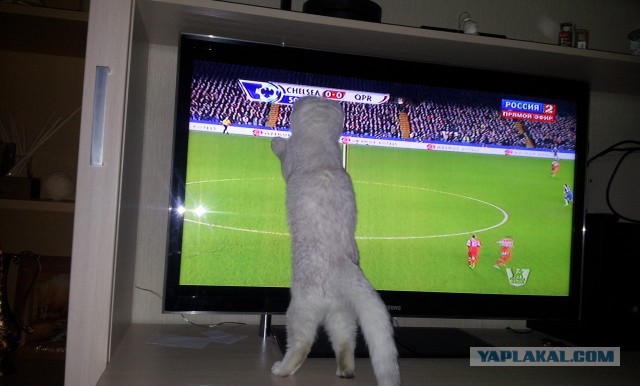 Мой мешающий кот