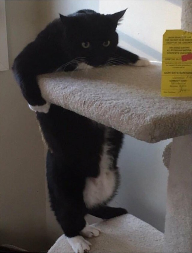 Коты из сети