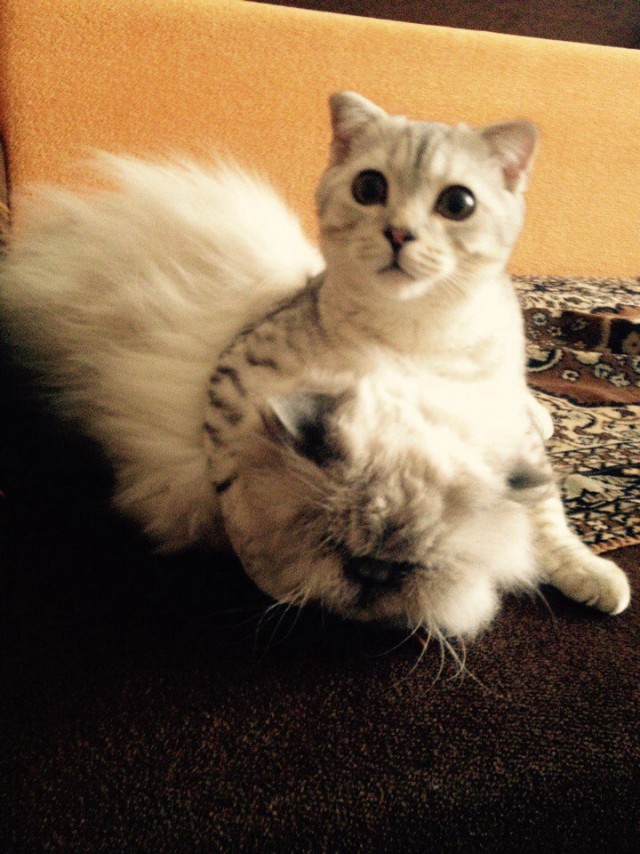 Коты из сети