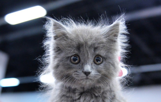 Коты и Кошки