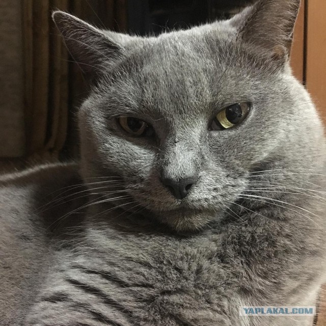 Котовторник 1.08.17