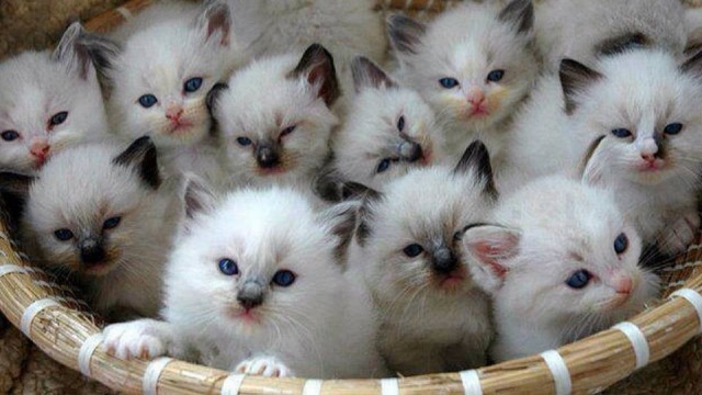 Коты и Кошки