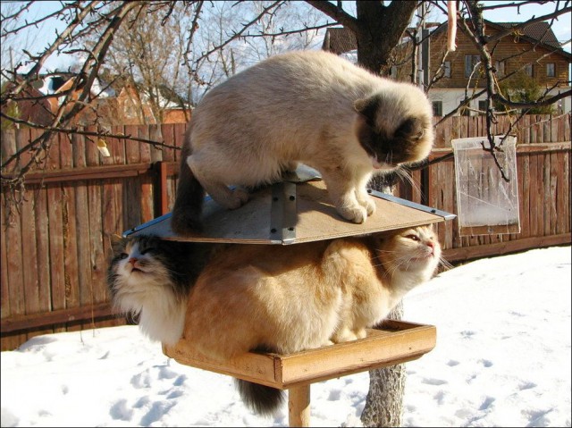 Коты и Кошки