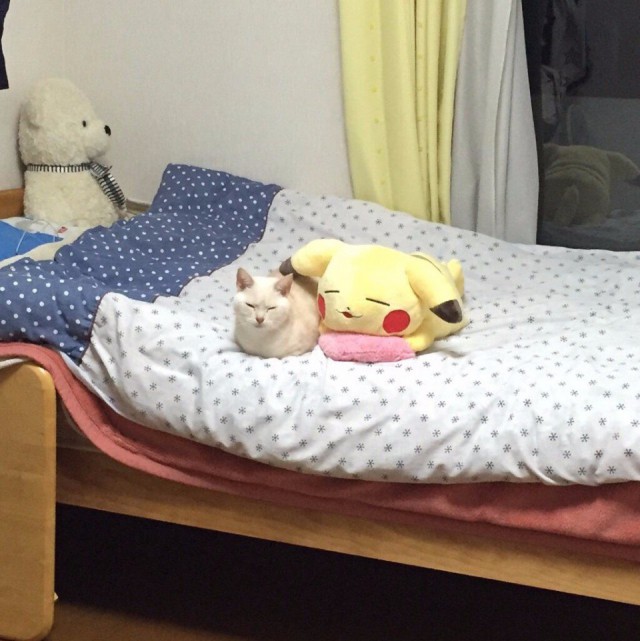 Коты и Кошки