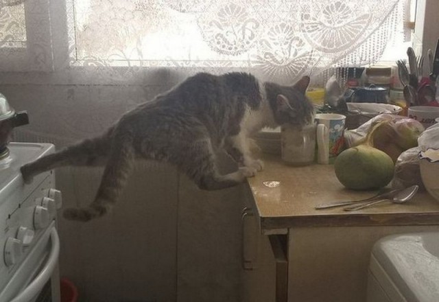 Коты и Кошки