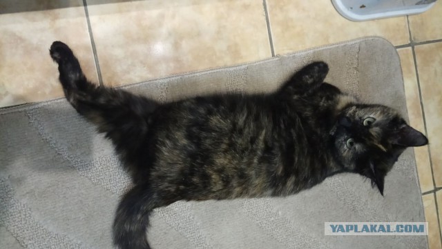 Котовторник  14.11.2017