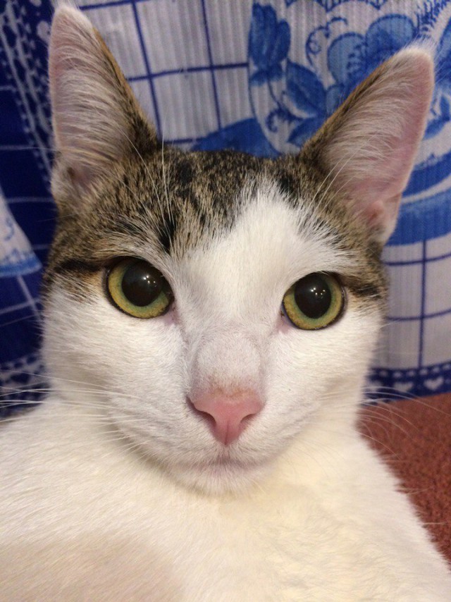 Коты и Кошки