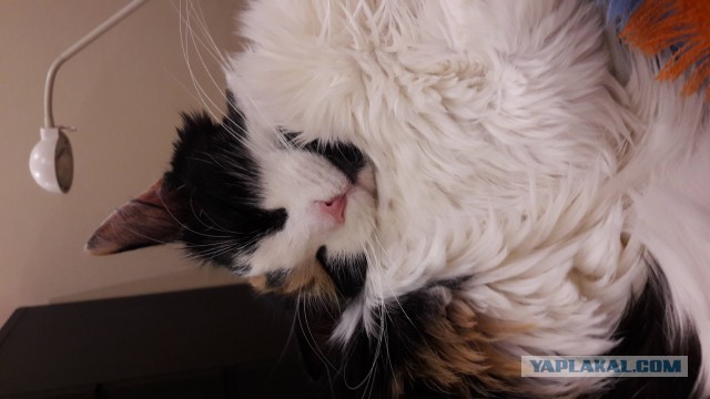 Котовторник ждали? А вот и он!