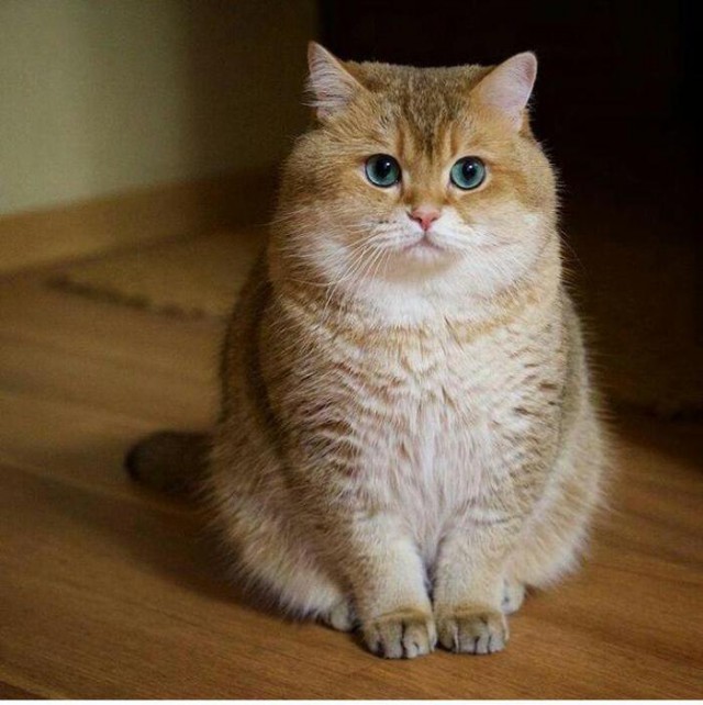 Прикольных котов пост