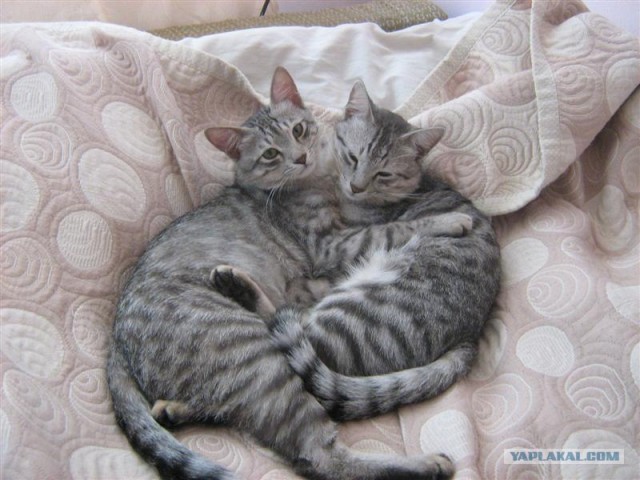 УРРААА ! Котовторник на ЯПлакалъ !