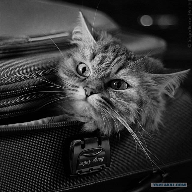 Котятовторник