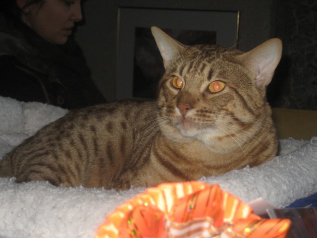 Котовторник 1.02.2011