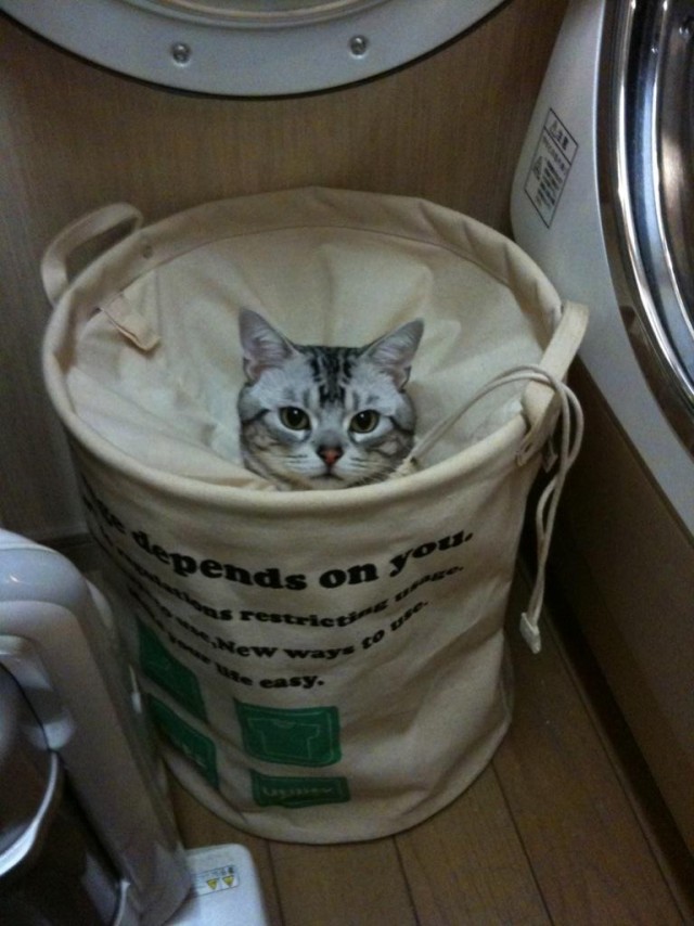 Котейкин вторник! Космический 12.04!