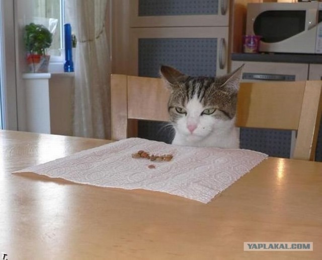 С котовторником !