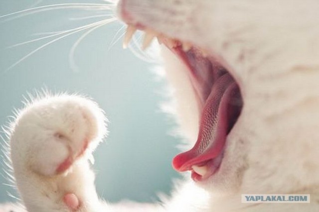 Котовторник!