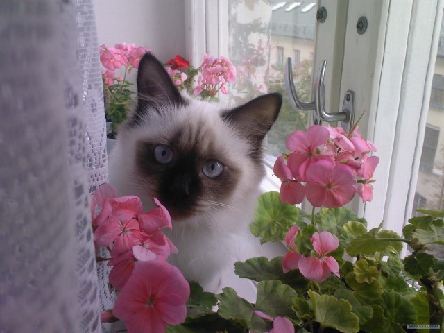 Котовторник 06.12.2011