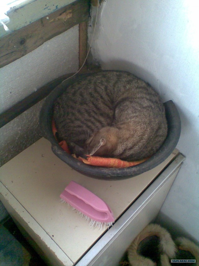 Котовторник 17 января