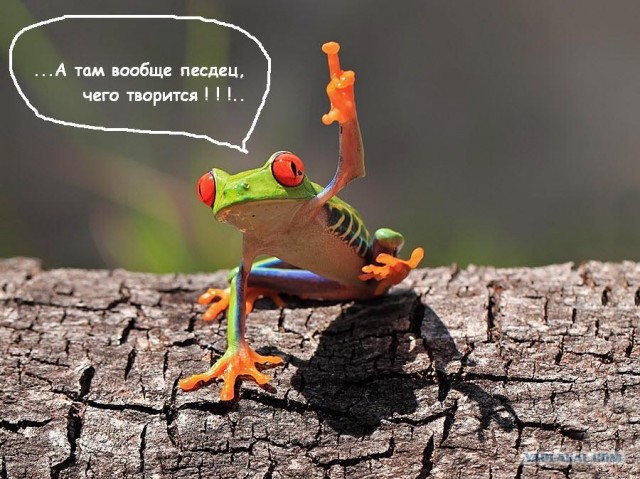Этот забавный макромир