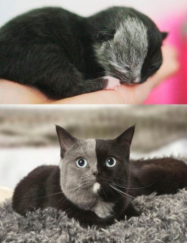 Прикольных котов пост