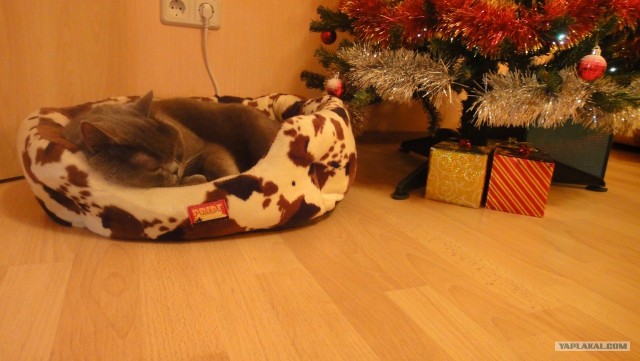 Котовторник (28.02.2012)