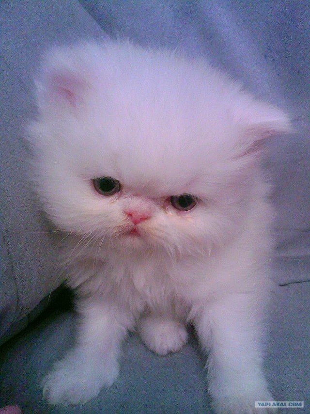 Котовторник (15.05.2012)