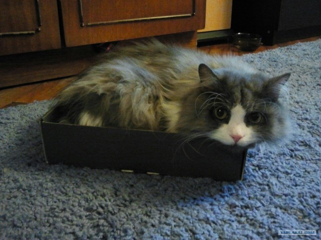 Котовторник  19.06.2012