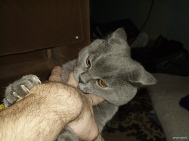 Котовторник 03 07 2012