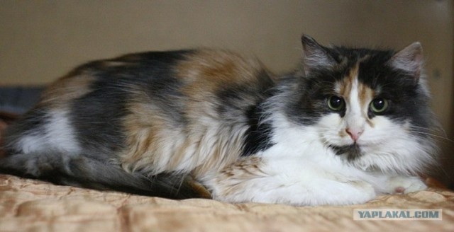 Котовторник 31.07.2012 г.
