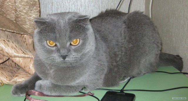 Котонянька и котовторник